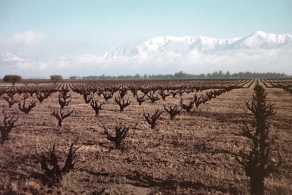 Hoffer ranch vine